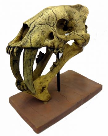 Eumilus, saber tooth cat skull