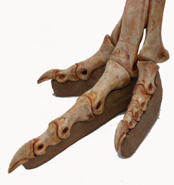 Gallimimus bullatus, leg and foot