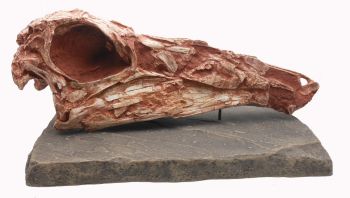 Gallimimus bullatus, skull