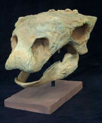 Gastonia burgei, Ankylosaur Skull