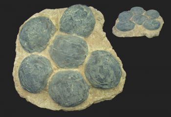 Ornithopod Egg Nest with 6 eggs