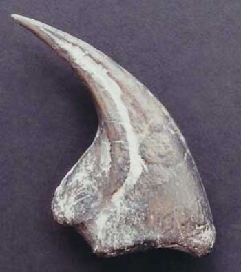 Allosaurus , manus claw