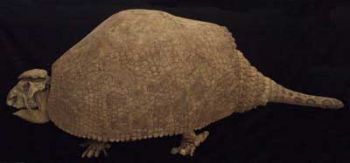 Glyptodont Skeleton