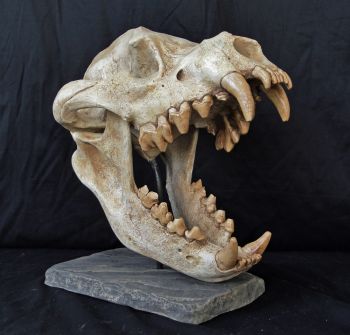 Dinocrocuta giganteus, giant hyena skull