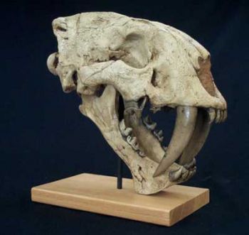 Megantereon inexpectatus, saber-toothed cat skull