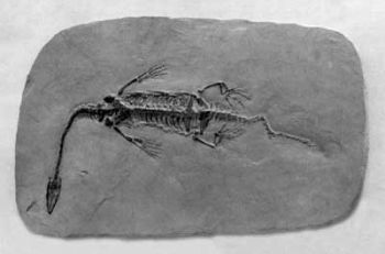 Keichousaurus hui, Articulated Nothosaur skeleton