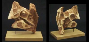 Oviraptor philoceratops, skull and hand