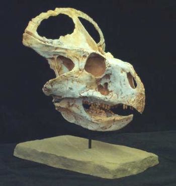 Protoceratops andrewsi, medium skull