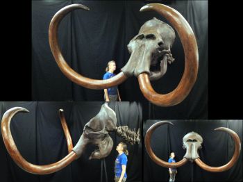 Mammuthus columbi, Mammoth, Skull & Tusksl