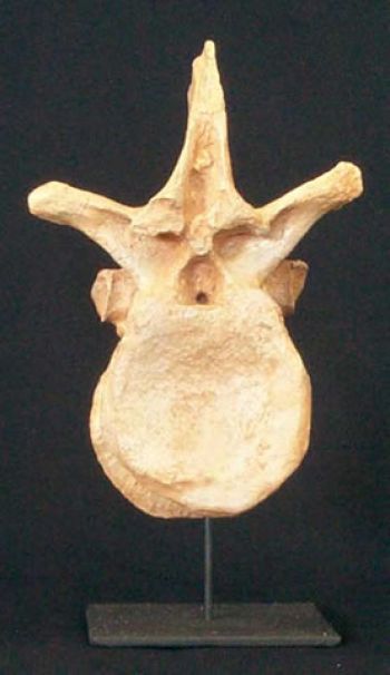 Utahraptor ostrommaysorum, dorsal vertebra