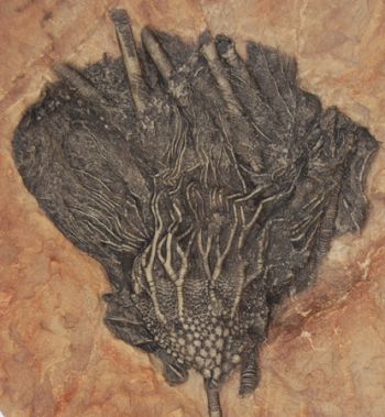 Syphocrinites elegans, crinoid