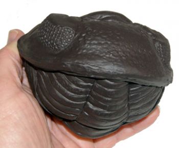 Giant Enrolled Phacops Trilobite