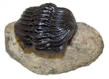 Phacops rana africana, trilobite