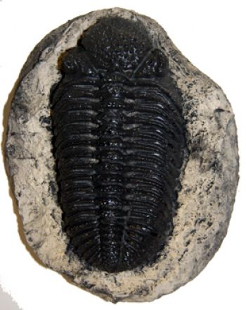 Phacops rana africana, trilobite