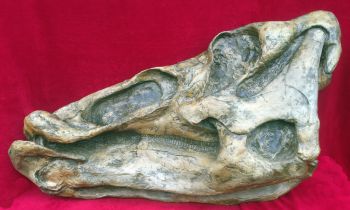 Edmontosaurus 3/4 skull 46 Inches long