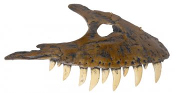 Albertosaurus, maxilla