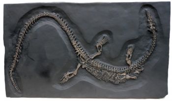 Nothosaurus, reptile skeleton