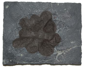 Ivesheadia, Ediacaran Fauna