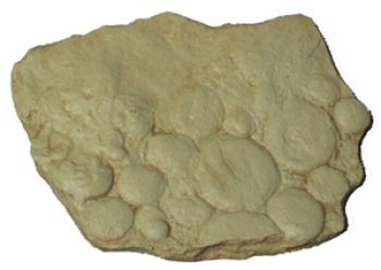 Nimiana simplex, Ediacaran Fauna