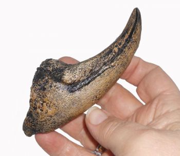 Acrocanthosaurus, claw of hand