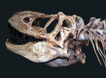 Tarbosaurus bataar, juvenile skull replica