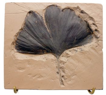 Ginkgo biloba Fossil Leaf