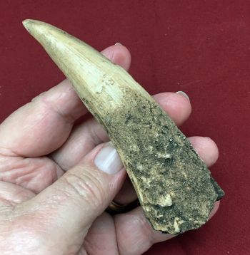 Spinosaurus Tooth