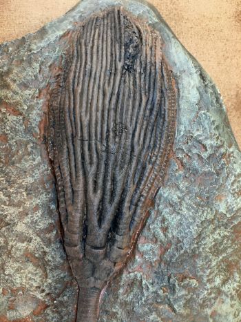 Crinoid Calyx (head)