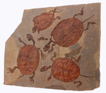 Manchurochelys liaoxiensis, 4  fossil turtle mortality plate