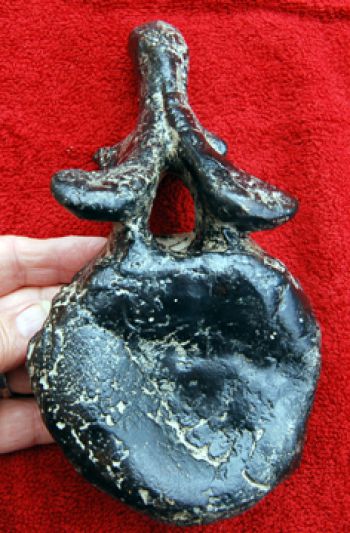 Ankylosaurus, vertebra