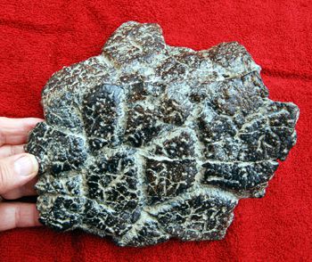 Ankylosaurus, large osteoderm plate