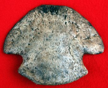 Edmontosaurus ungual toe bone, record size