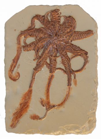 Solarnocrinus, crinoid calyx