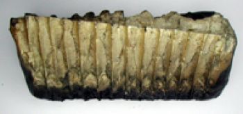 Edmontosaurus, tooth row