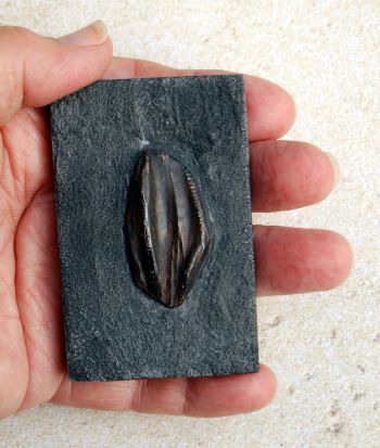 Iguanodon bernissartensis, tooth in matrix