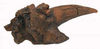 Dracorex hogwartsia, Squamusal Horn Cast  Replica 