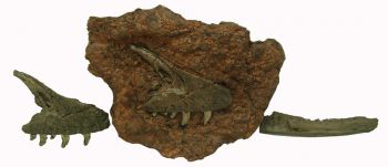 Acheroraptor temertyorum