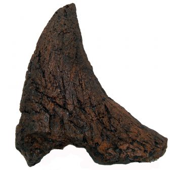 Triceratops Nose Horn