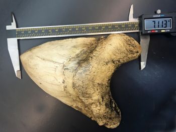 World Record Megalodon Tooth, Otodus megalodon, Over 7 Inches