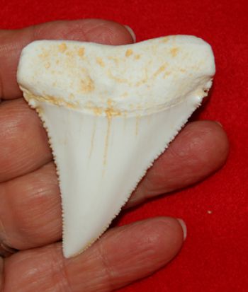 Carcharodon carcharias (Great White Shark) Tooth