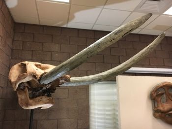 Mastodon Skull & Tusks (Mammut americanium)