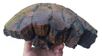 Pachycephalosaurus, skull dome