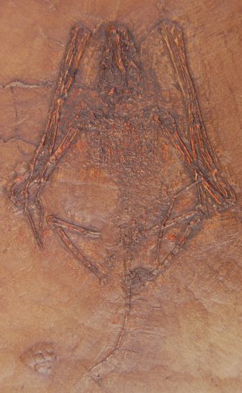 Hassianycteris messelensis, Messel Bat