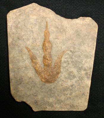 Grallator variabilis, dinosaur track (positive)