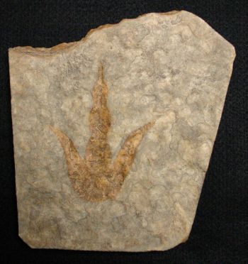 Grallator variabilis, dinosaur track (negative)