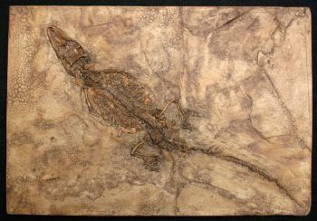 Diplocynodon, Messel, juvenile crocodile