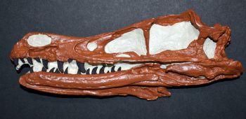 Velociraptor 3D Skull, life size