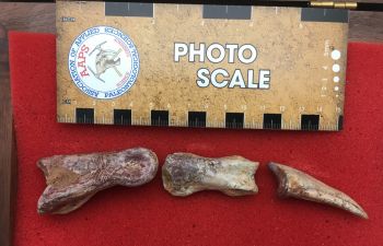 Authentic Spinosaurus aegyptiacus, Dinosaur Finger & Claw