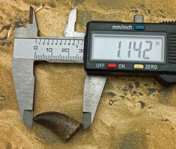 Nanotyrannus lancensis Dinosaurus Authentic Tooth