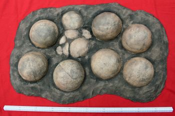 Saltasaurus Sauropod Dinosaur 9 Egg Nest